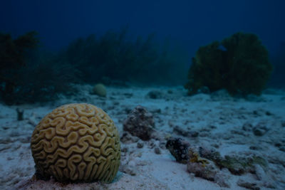 Close-up of coral in sea