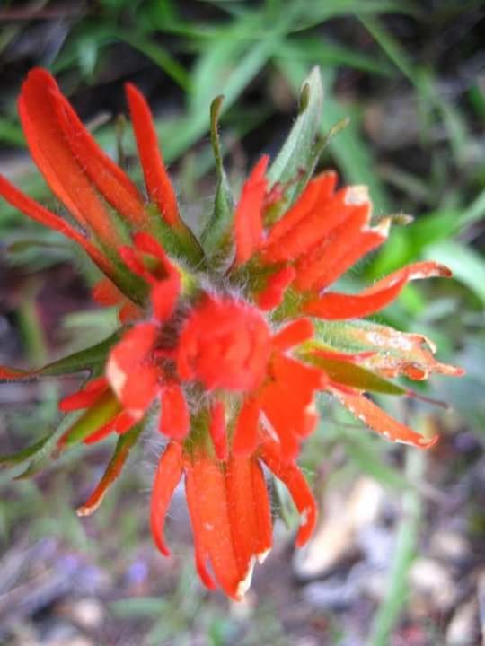 CLOSE-UP OF RED FLOWERS