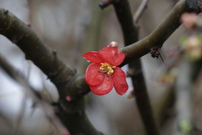 Close-up of red flower