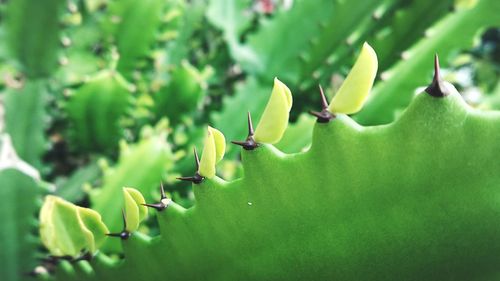 Close-up of flowering plant