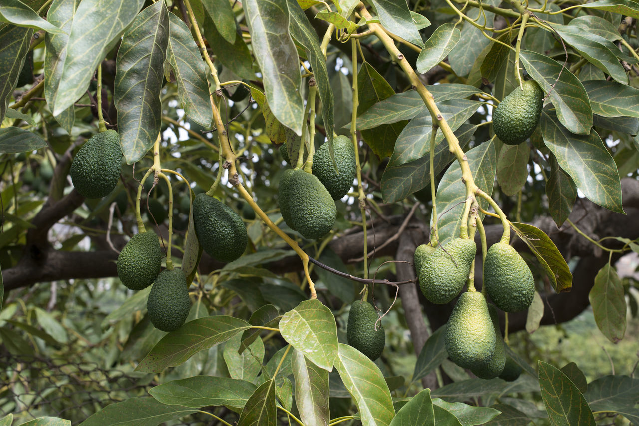 CLOSE-UP OF FRUITS ON TREE