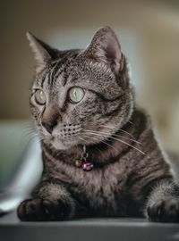 Close-up portrait of a cat resting