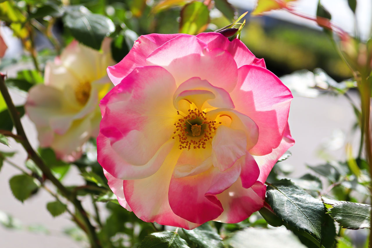 flower, flowering plant, plant, beauty in nature, freshness, petal, pink, nature, close-up, flower head, fragility, blossom, inflorescence, rose, growth, leaf, garden roses, plant part, springtime, no people, camellia sasanqua, outdoors, focus on foreground, pollen, botany, tree, multi colored