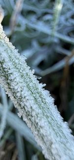 frost