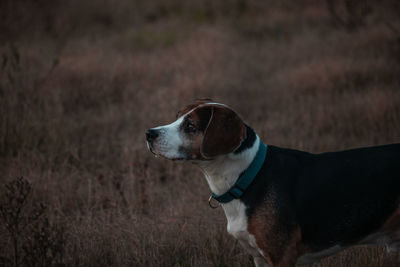 one animal