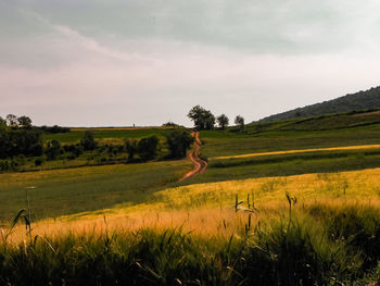 Scenic view of field against sky