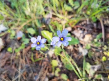 Close-up of purple flowering plants on land