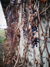 Close-up of fruits hanging on tree