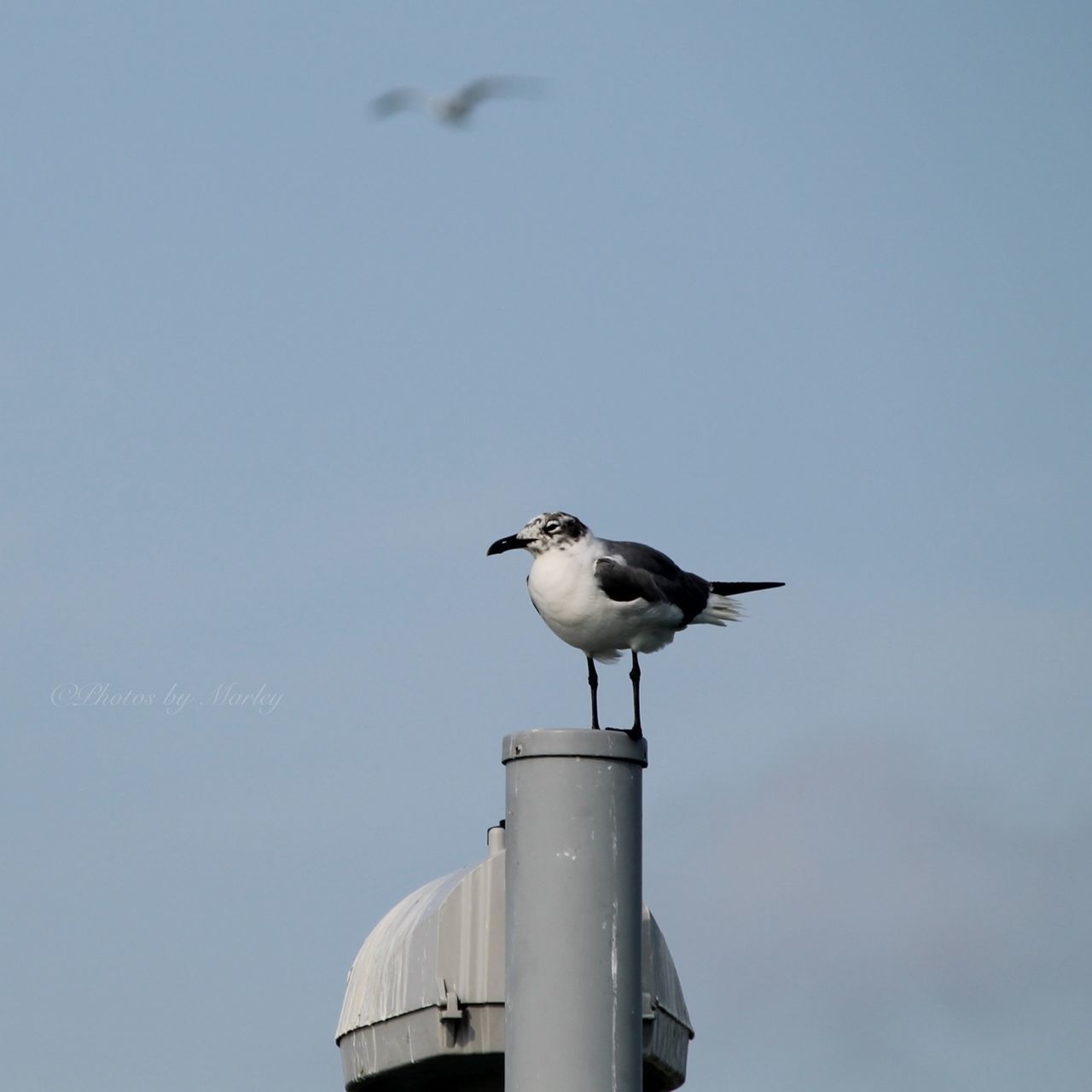 bird, animal themes, animals in the wild, wildlife, seagull, one animal, perching, clear sky, flying, low angle view, copy space, spread wings, day, nature, outdoors, focus on foreground, sky, sea bird, no people, built structure