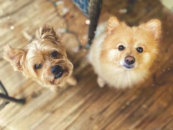 High angle view of dogs on floor