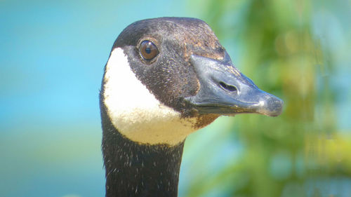 Close-up of a bird