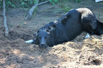 Close-up portrait of dog lying on sand