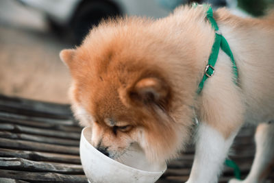 Close-up of a dog looking away