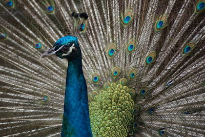 Close-up of peacock