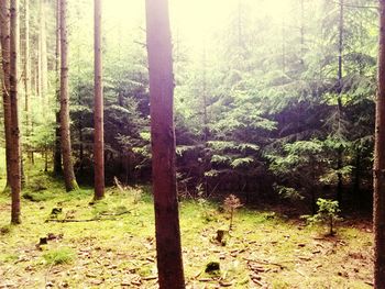 View of trees in forest