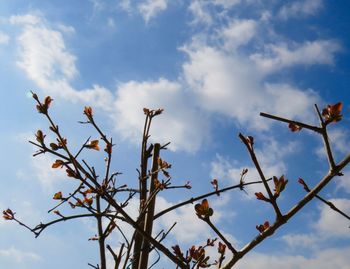 Low angle view of tree against sky