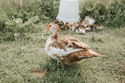 Musk or indo duck and grown up ducklings on a farm in nature on grass and drinking bowl