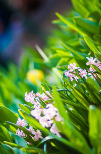 Close-up of pink flowers blooming outdoors