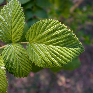 Close-up of green leaves