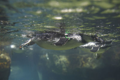 High angle view of duck swimming in lake