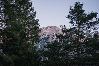 Low angle view of trees on mountain against sky