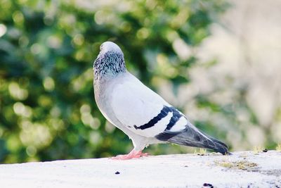 Close-up of bird perching on snow