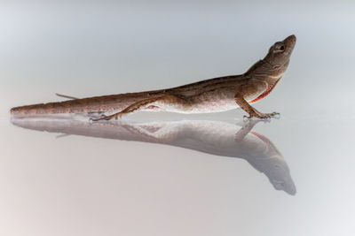 Close-up of lizard on white background