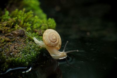 Close-up of snail