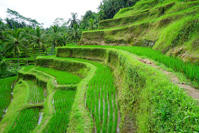 Scenic view of rice paddy