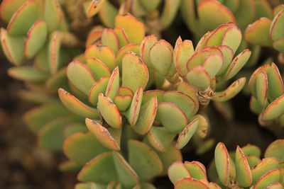 Close-up of succulent plant