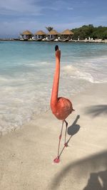 View of flamingo on beach at renaissance island in aruba 