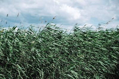 Plants growing on field against cloudy sky