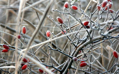 Close-up of berries on tree during winter