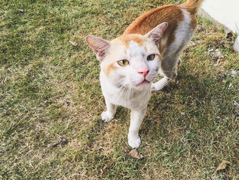 Portrait of ginger cat