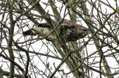 Low angle view of bird perching on tree