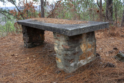 Close-up of bee on wood in forest