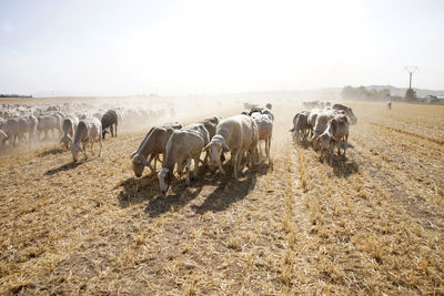 Herd of woolly sheep with tags grazing on dry grass of hilly terrain on sunny day