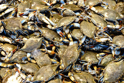 Full frame shot of dead crabs for sale at market