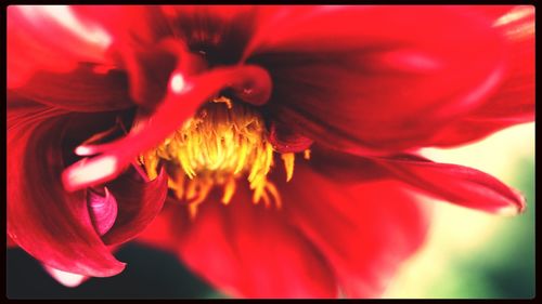 Macro shot of red hibiscus blooming outdoors