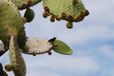 Low angle view of green leaf on tree against sky