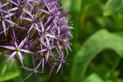 Close-up of purple flowers