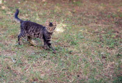 Portrait of a cat