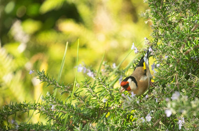 Finch in rosemary bush