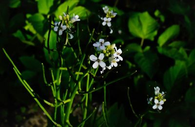 Close-up of white flowering plant