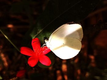 Close-up of butterfly on red flower