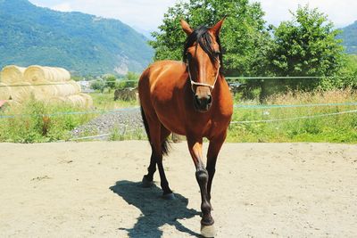 Horse standing in ranch