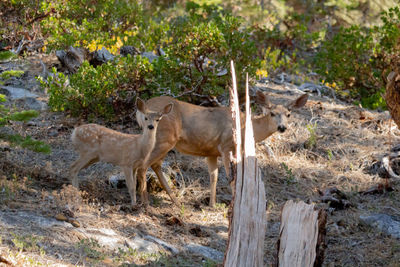 Sheep standing in a forest