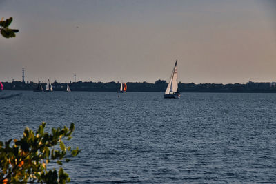 Sailboat sailing on sea against clear sky