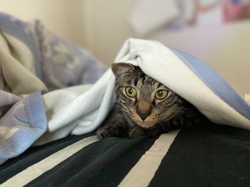 Portrait of cat relaxing on bed at home