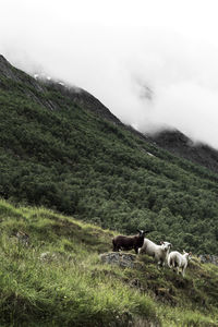 Cows grazing on field against sky